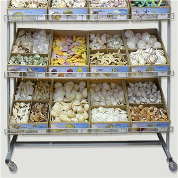 SEA SHELLS.  Expositor con 1.682 piezas