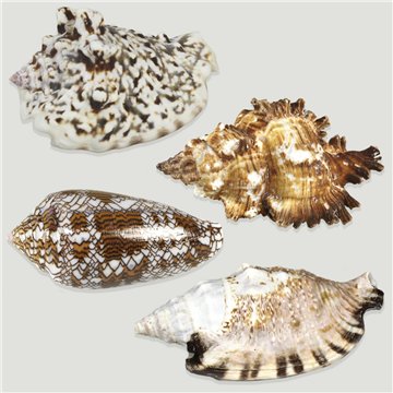 Set No. 13 – Mod. Murex Chicoreus, Conus textile, Strombus aratrum y Strombus lentiginousus,surtidas