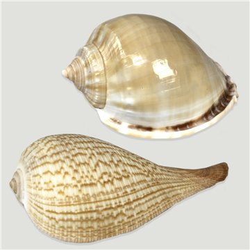 Set No. 14 – Modelos Ficus gracilis y Phallium glaucum, surtidas