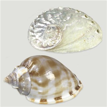 Set No. 15 – Modelos Haliotis ovina y Phallium bandatum, surtidas