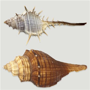 Set No. 16 – Modelos Murex trapa y Pugilina elongata, surtidas