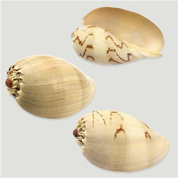 Set No. 01 – Modelo Melo, surtidas