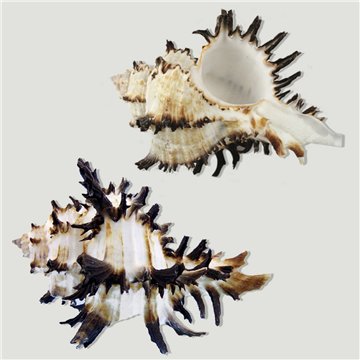 Set No. 02 – Modelo Murex endivia, surtidas