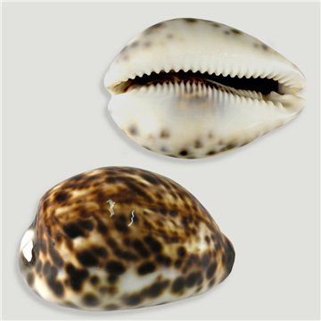 Set No. 03 – Modelo Cypraea Tigris, surtidas