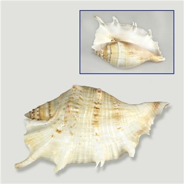 Set No. 05 – Modelo Lambis lambis natural, 15 cm. Surtidas