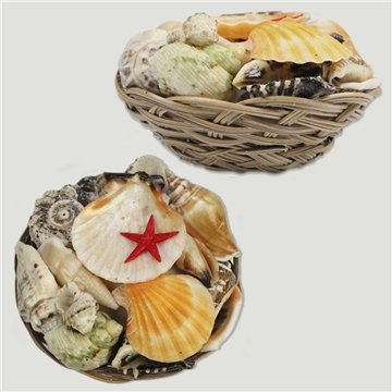 Set No. 06 – Cesta conchas + estrella plana, 10 cm.
