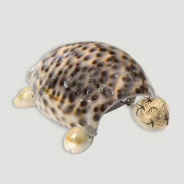 Tortue Cypraea tigris. 8cm env.