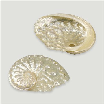 Haliotis ovina nacrée. 5cm env.