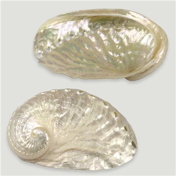 Haliotis ovina nacrée. 7cm env.