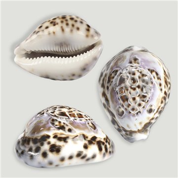 Cypraea tigris sculptée. Modèle tortue. 7-8cm env.