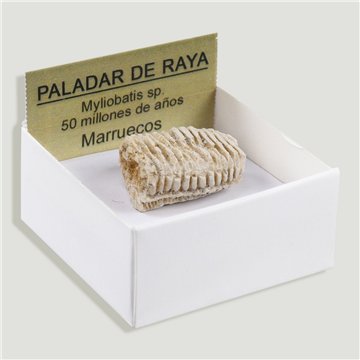 Boîte 4x4 - Palais de raie - Maroc