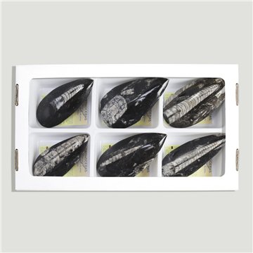 Fosil Orthoceras pulido 7-9cm aprox