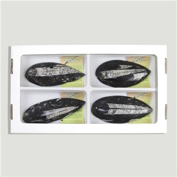 Polished Orthoceras Fossil 9-11cm