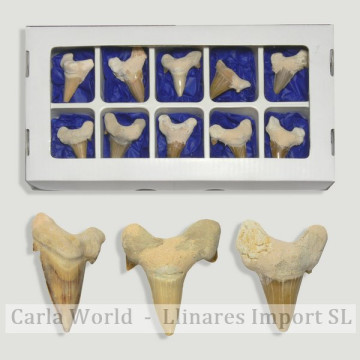 Fosil Diente Tiburon Cal.B...