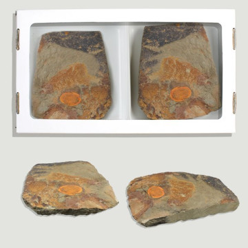 Asaphida Trilobite fossil