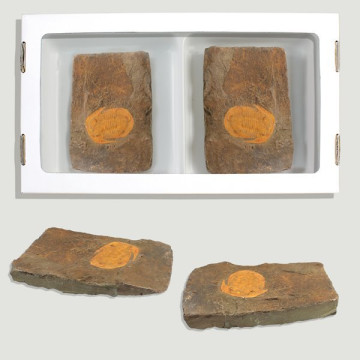 Fossile de Trilobite Asaphida