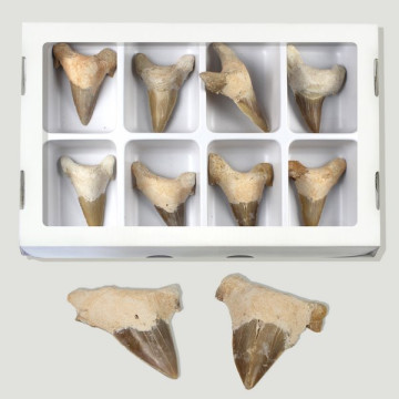 Shark tooth fossil. Grade...