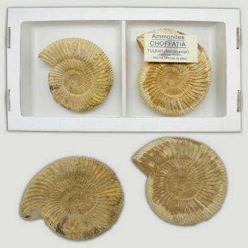 Fossile d’Ammonite...