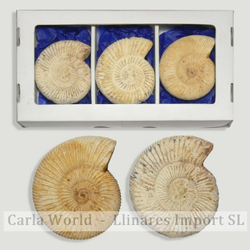 Choffatia Ammonite fossil –...