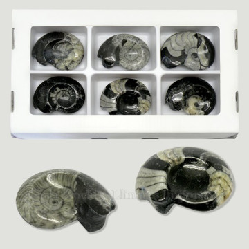 Polished Goniatite fossil....