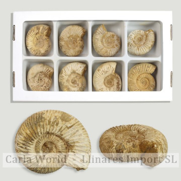 Choffatia Ammonite....