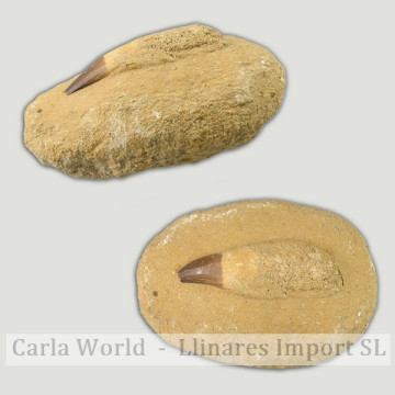 Fóssil de dente Mosasaur na...