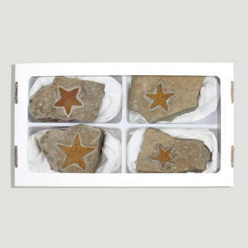Fossil Starfish Stenastes -...