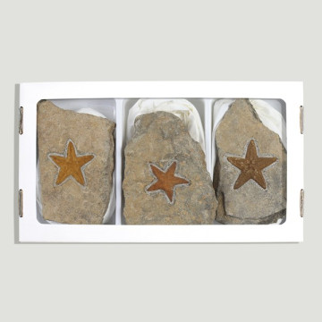 Fósil Estrella mar...