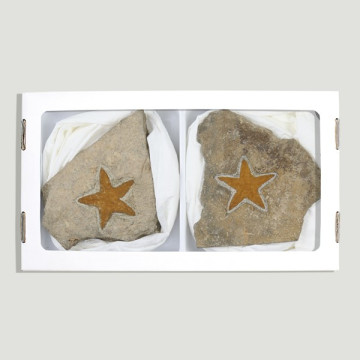 Fossil Starfish Stenastes -...