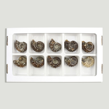 Douvilleiceras Ammonites....