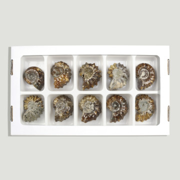 Douvilleiceras Ammonites. 40-50gr (Al 10)
