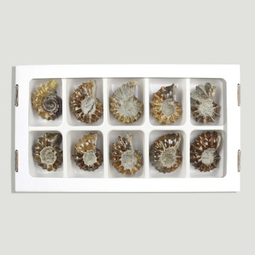Douvilleiceras Ammonites. 50-60gr (Al 10)