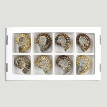 Douvilleiceras Ammonites....
