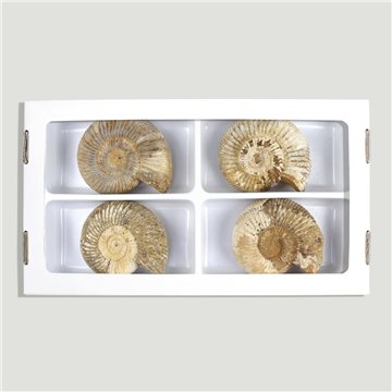 Ammonite fossilisée Chofatia-Madagascar 7/8 cm (Al4)