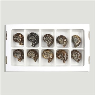 Ammonites Douvilleiceras 30-40gr (Al10)