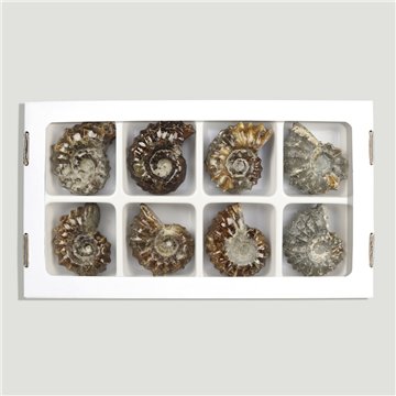 Ammonites Douvilleiceras 80-100gr (Al8)