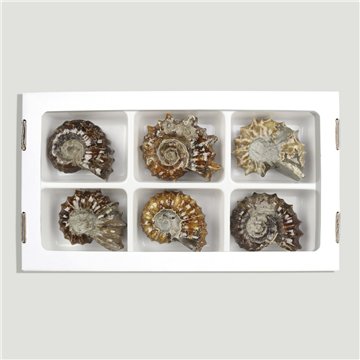 Ammonites Douvilleiceras 100-120gr (Al6)