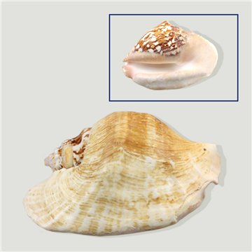 Strombus latissimus. +11cm
