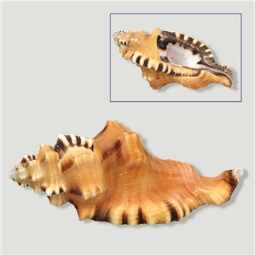 Cymatium lotorium. 8-15cm