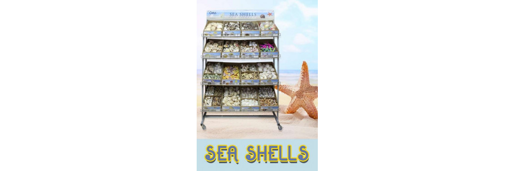 Sea Shells